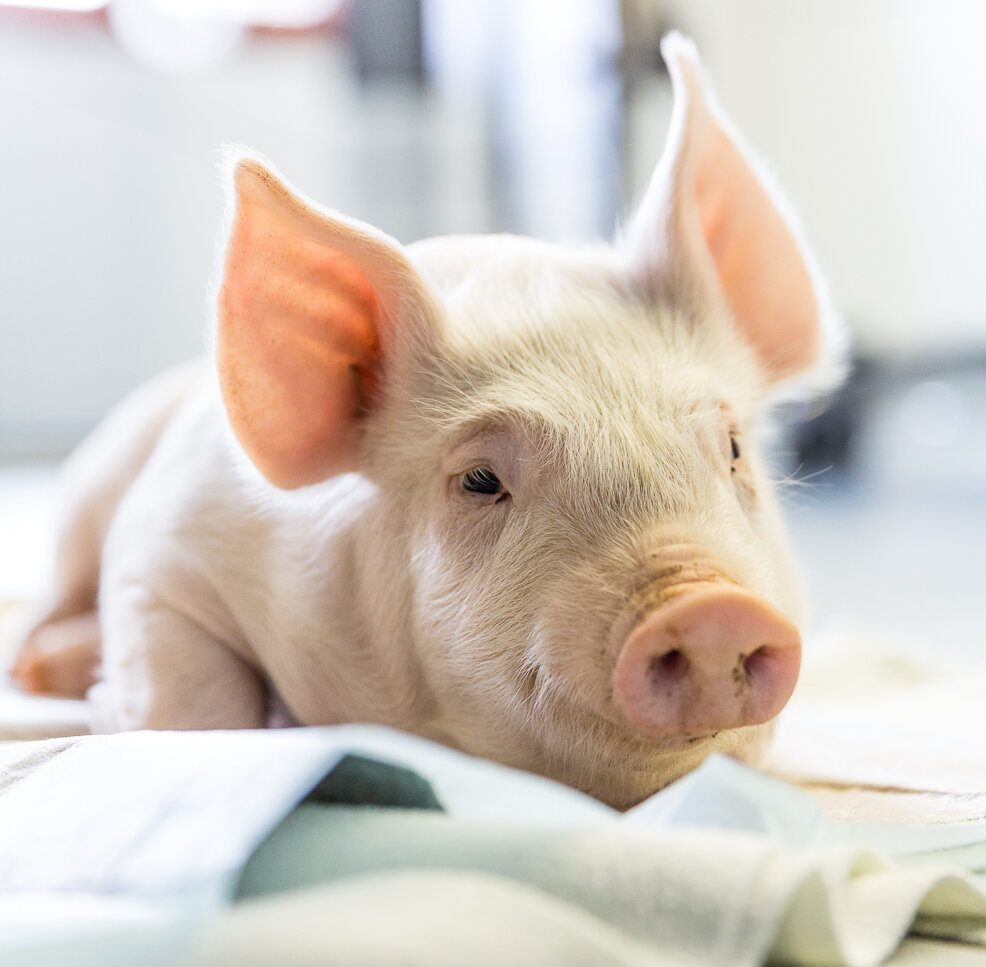 Ferkel in der Tierarztpraxis