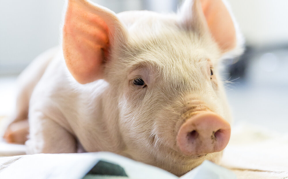 Ferkel in der Tierarztpraxis