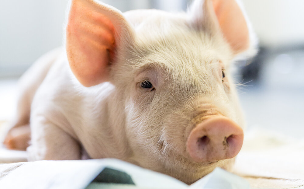 Ferkel in der Tierarztpraxis