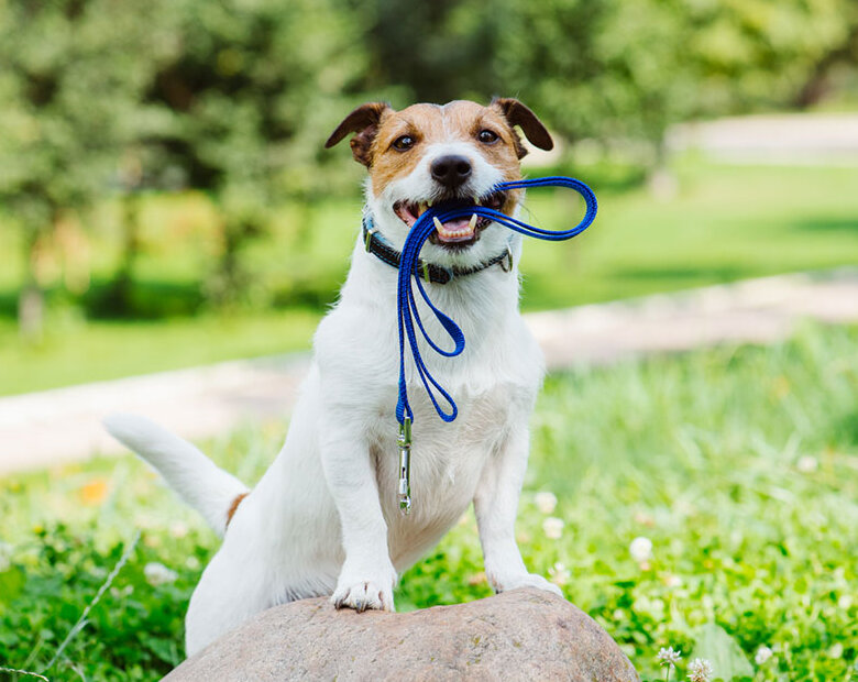 Hund mit Leine (iStockphoto.com)