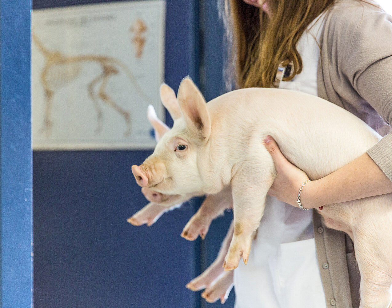 Die Tiermedizin gehört zu den spannendsten und vielfältigsten medizinischen Berufsfeldern. © GST|SVS