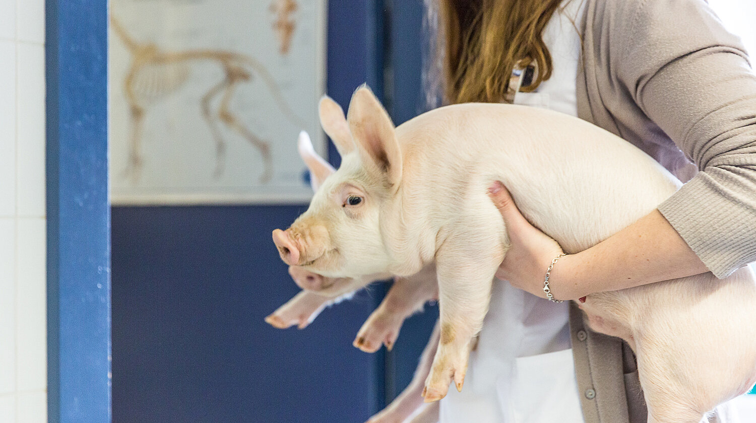 Die Tiermedizin gehört zu den spannendsten und vielfältigsten medizinischen Berufsfeldern. © GST|SVS