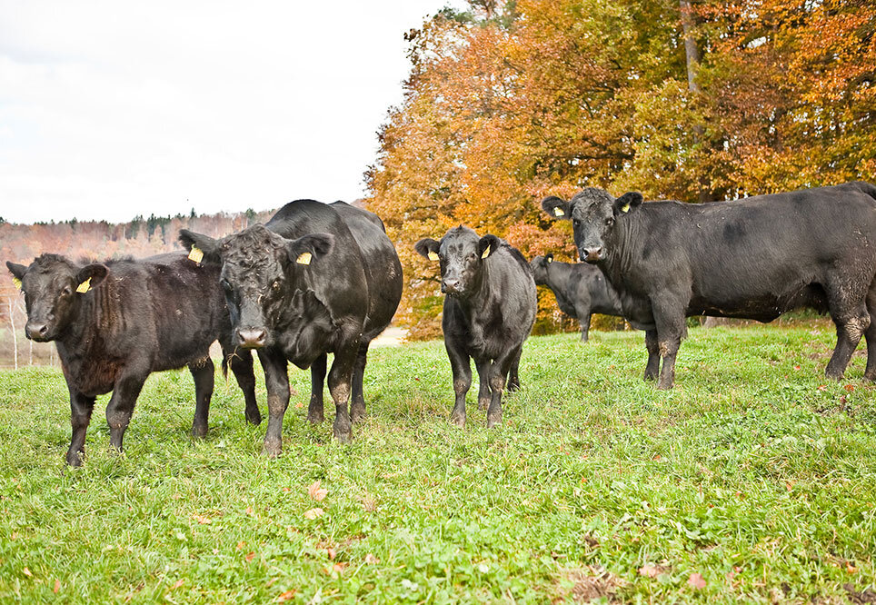 Tiergesundheit Nutztiere