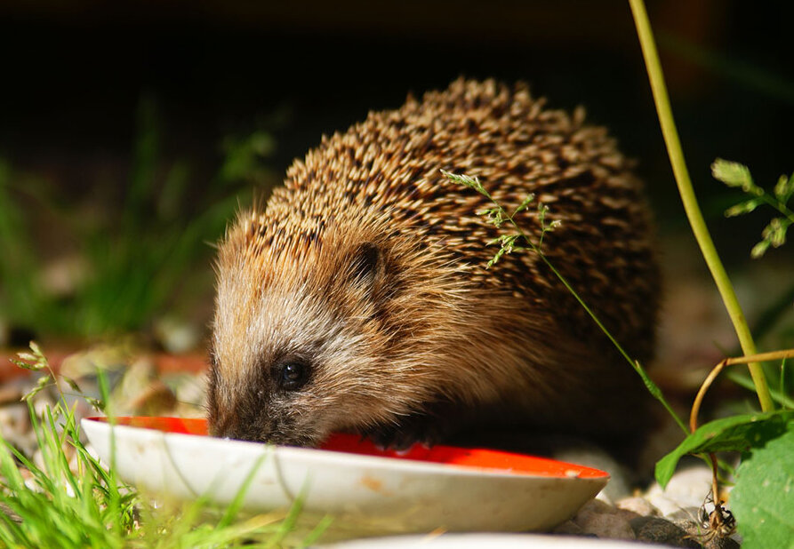 Igel (iStock.com)