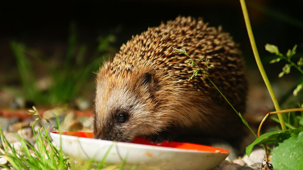 Igel (iStock.com)