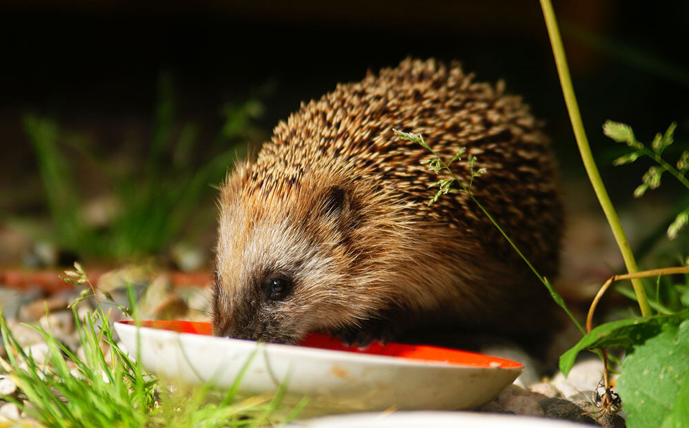 Igel (iStock.com)