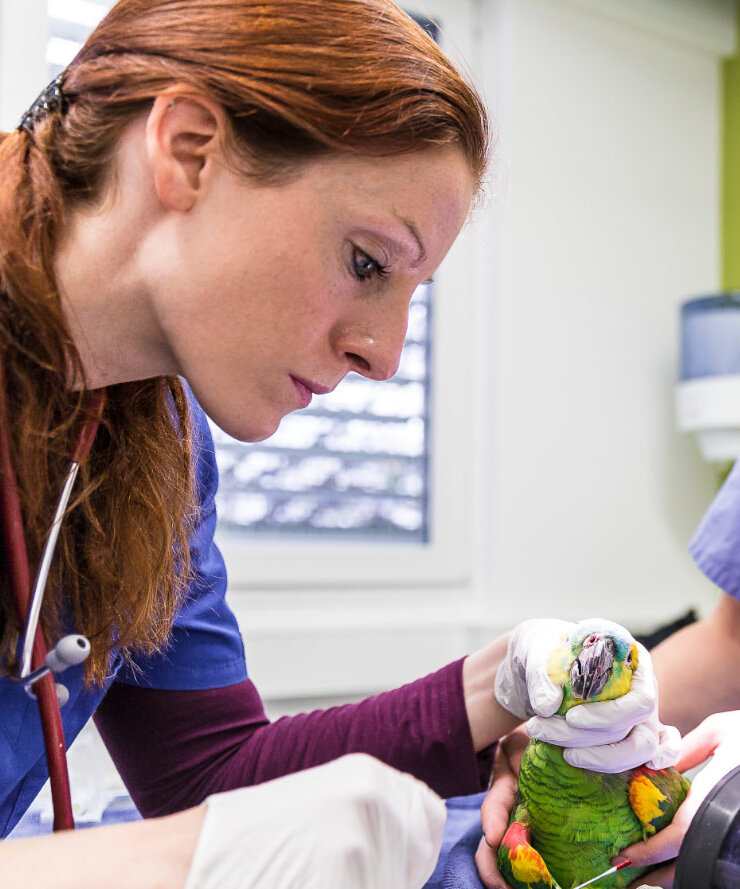 Morena Wernick, Zoo-, Heim- und Wildtiermedizinerin aus dem Kanton St.Gallen