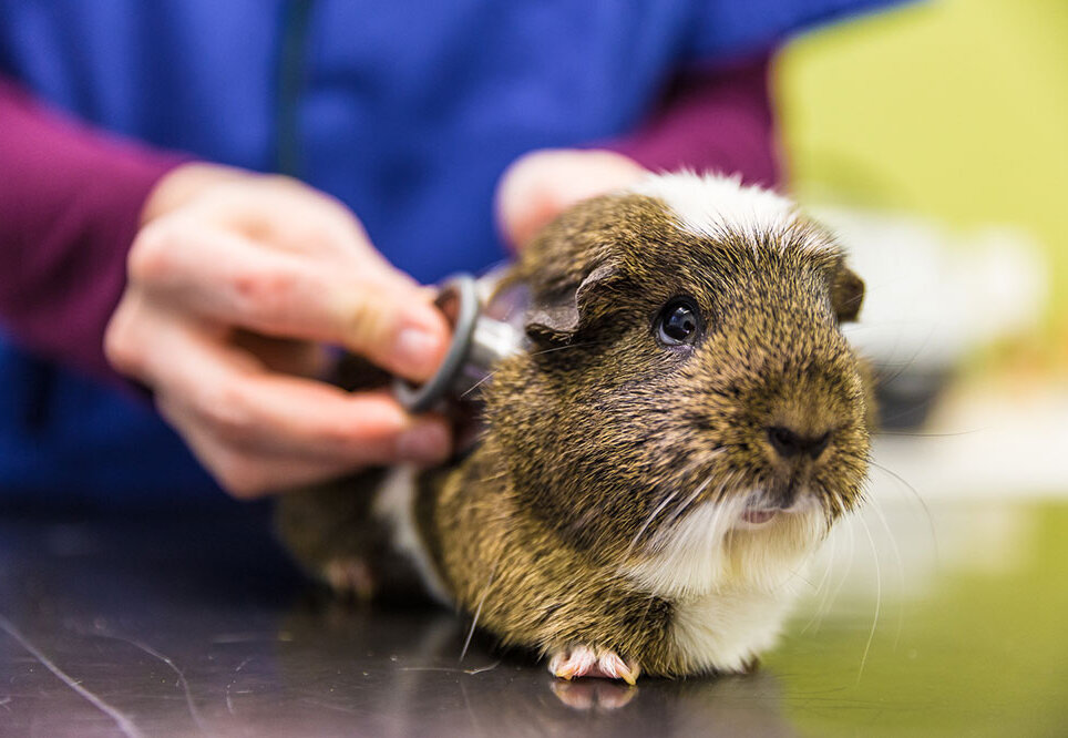 [Translate to Französisch:] Tiergesundheit Heimtiere