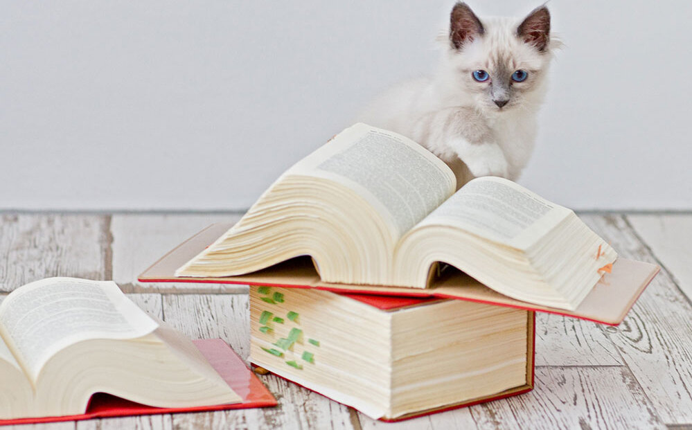Katze mit Büchern (iStock.com)
