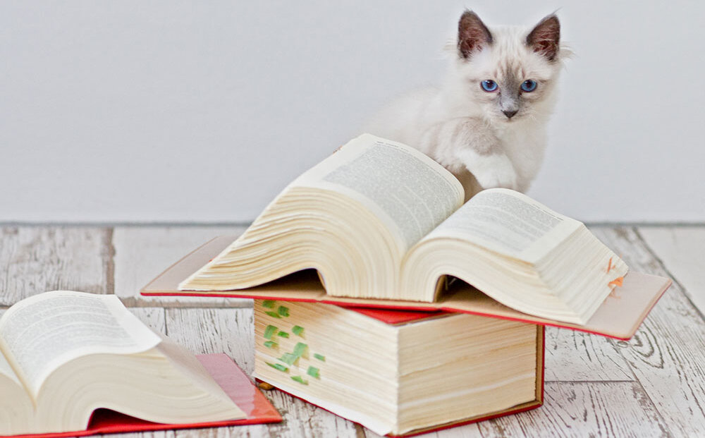 Katze mit Büchern (iStock.com)