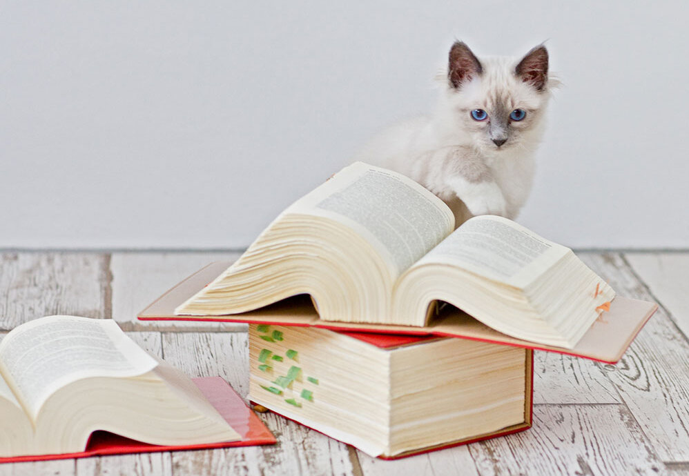 Katze mit Büchern (iStock.com)