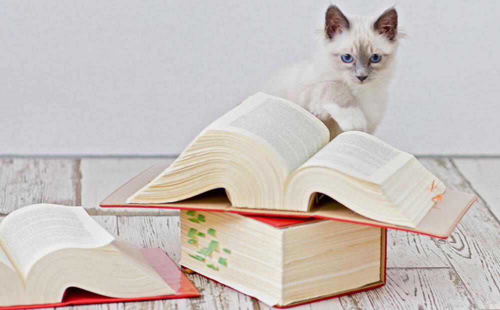 Katze mit Büchern (iStock.com)