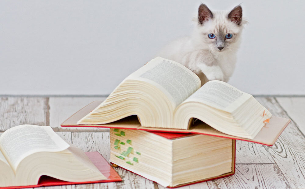 Katze mit Büchern (iStock.com)