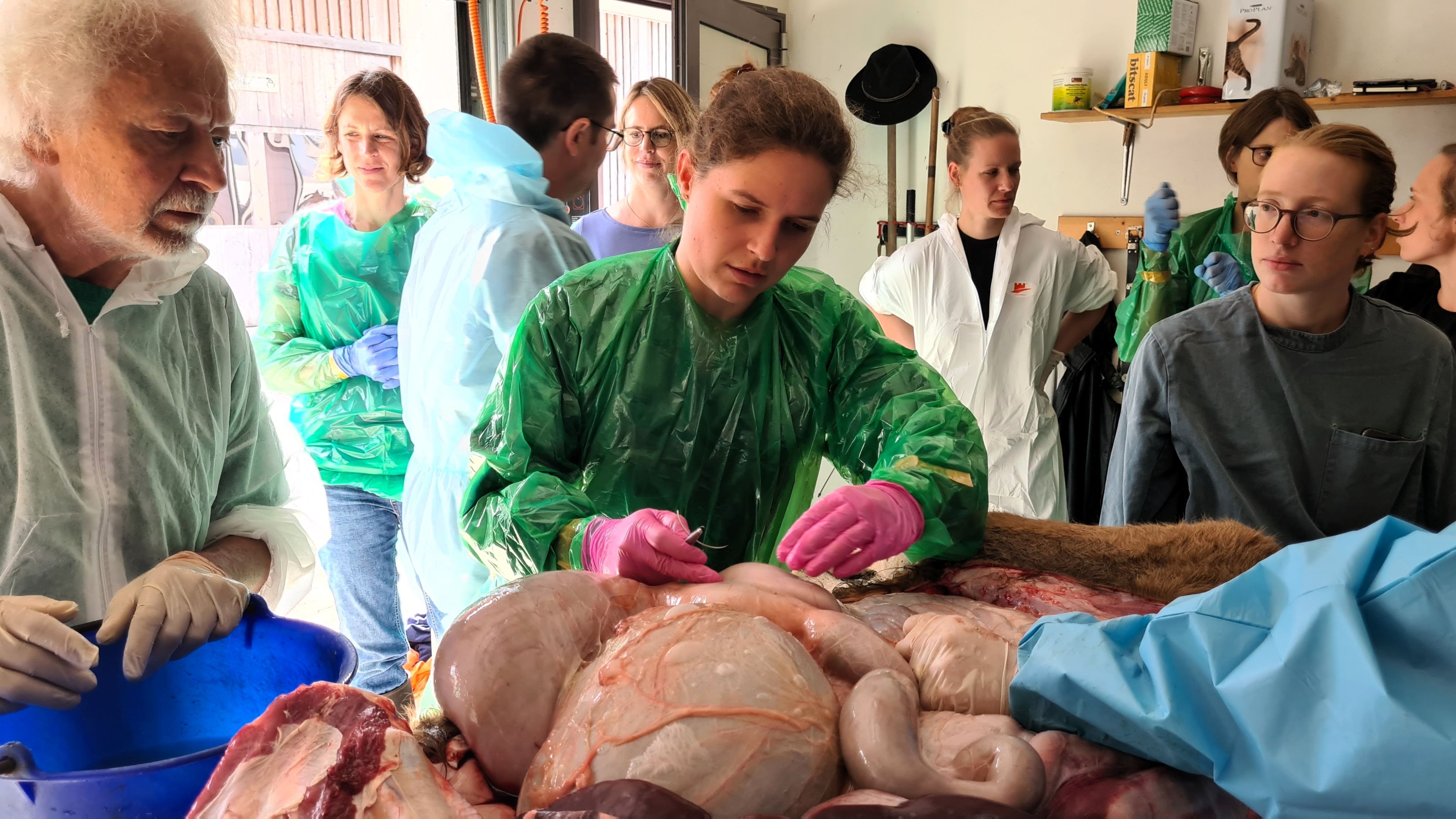 AVA – INTENSIVWORKSHOP: Abdomen des Rindes mit Demonstrationen (Sektion)
