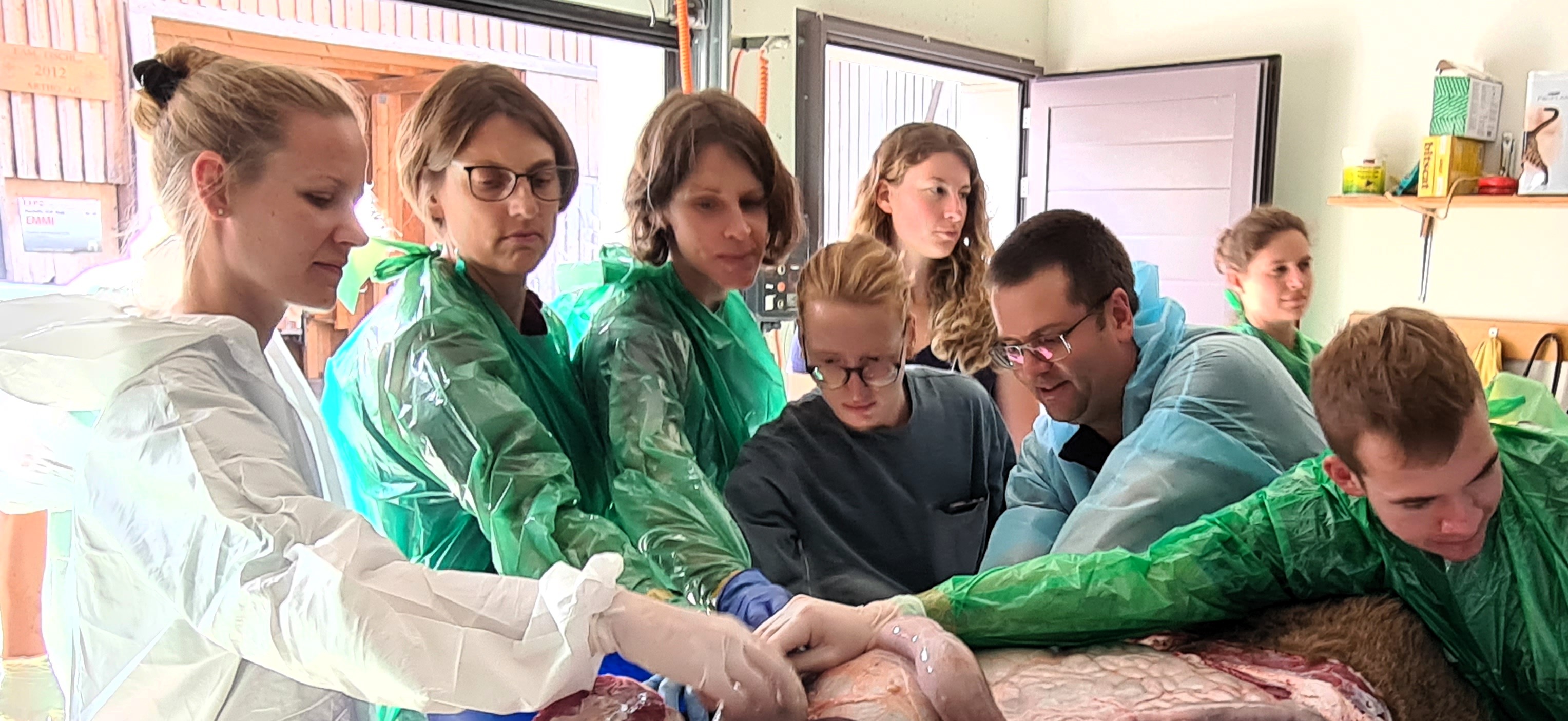 AVA – INTENSIVWORKSHOP: Abdomen des Rindes mit Demonstrationen (Sektion)