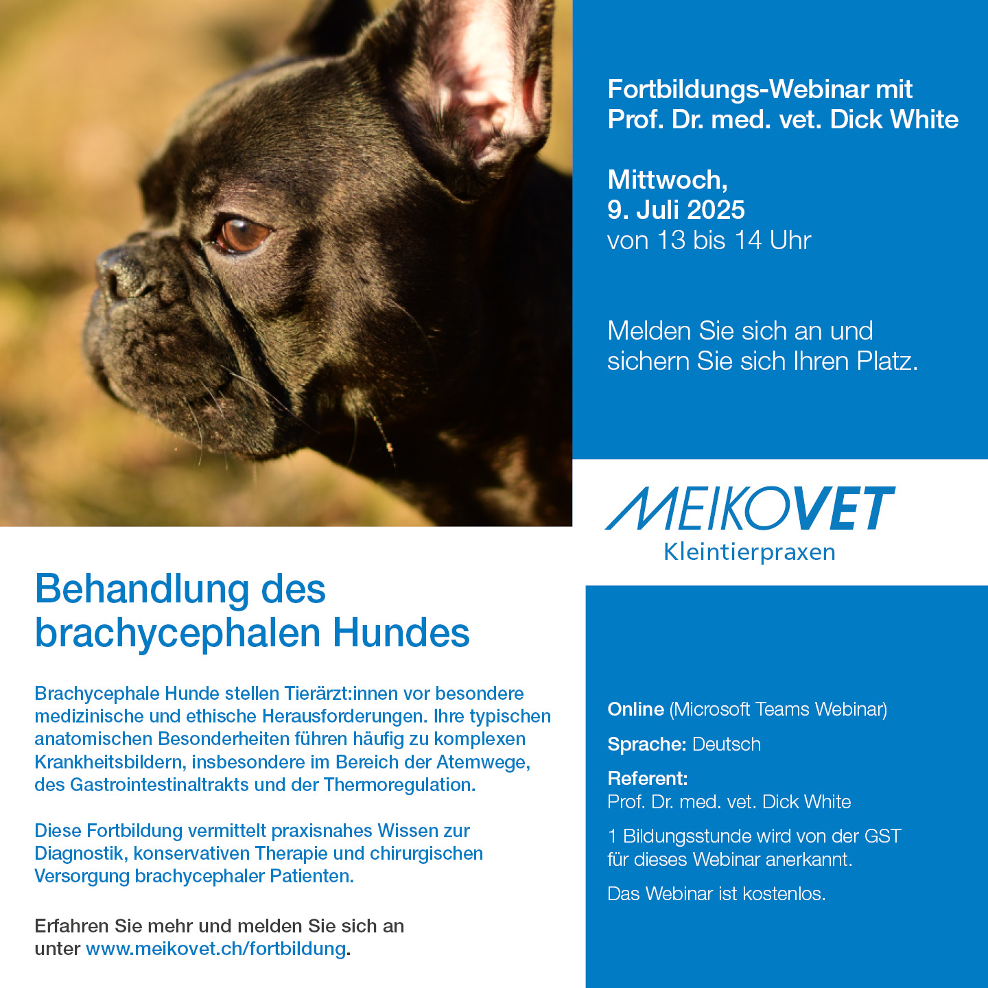 Behandlung des brachycephalen Hundes