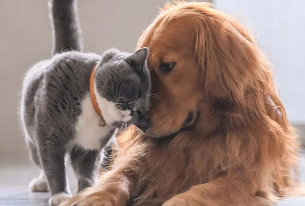 Tierisch gesunde Katzen und Hunde