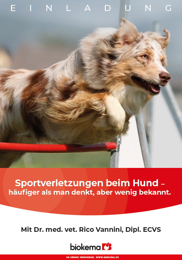 Sportverletzungen beim Hund – häufiger als man denkt, aber wenig bekannt. 15.03.2023