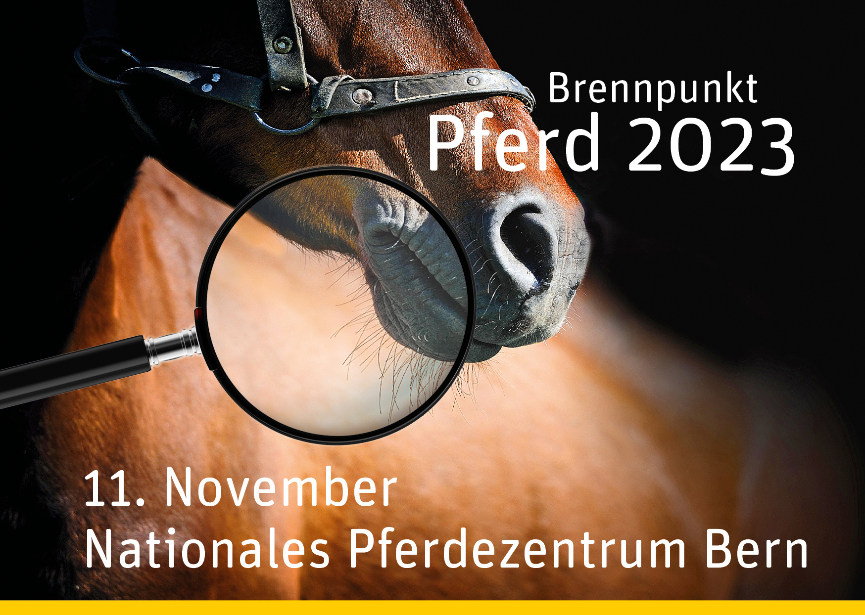 Brennpunkt Pferd 2023 - Das junge Pferd