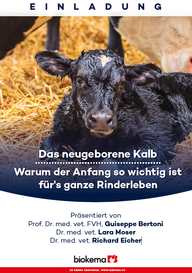 Das neugeborene Kalb - Zürich Altstetten - 31.05.2023