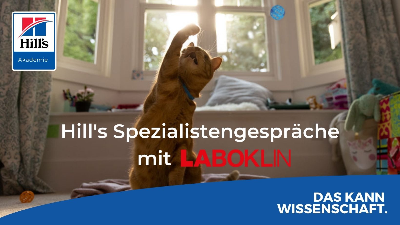 Diabetes mellitus Katze – Es hat sich einiges getan. Einstellung leicht gemacht.