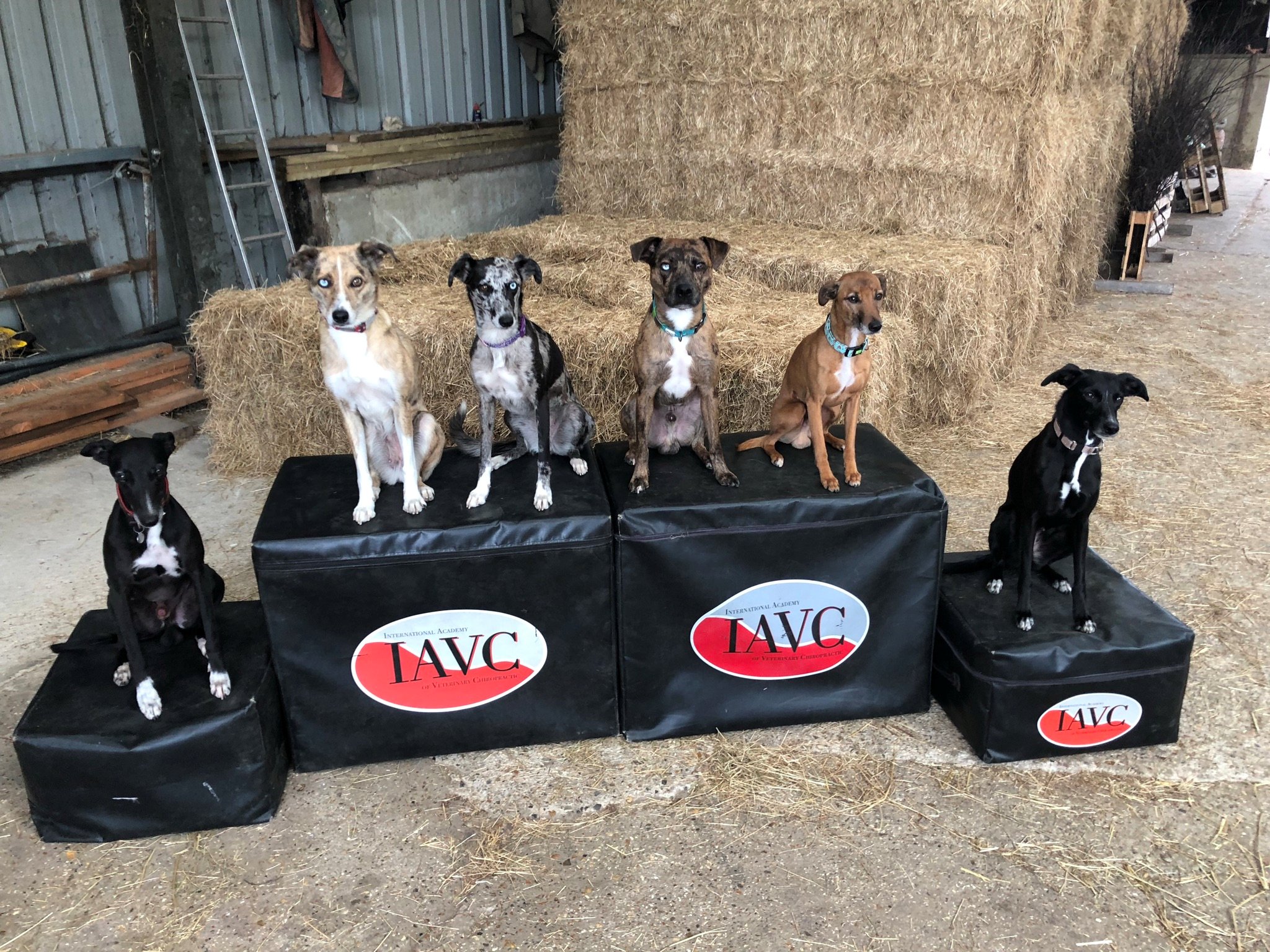 IAVC Canine Essentials of Veterinary Chiropractic (Grundkurs Veterinärchiropraktik für Kleintiere) Sommer 2027