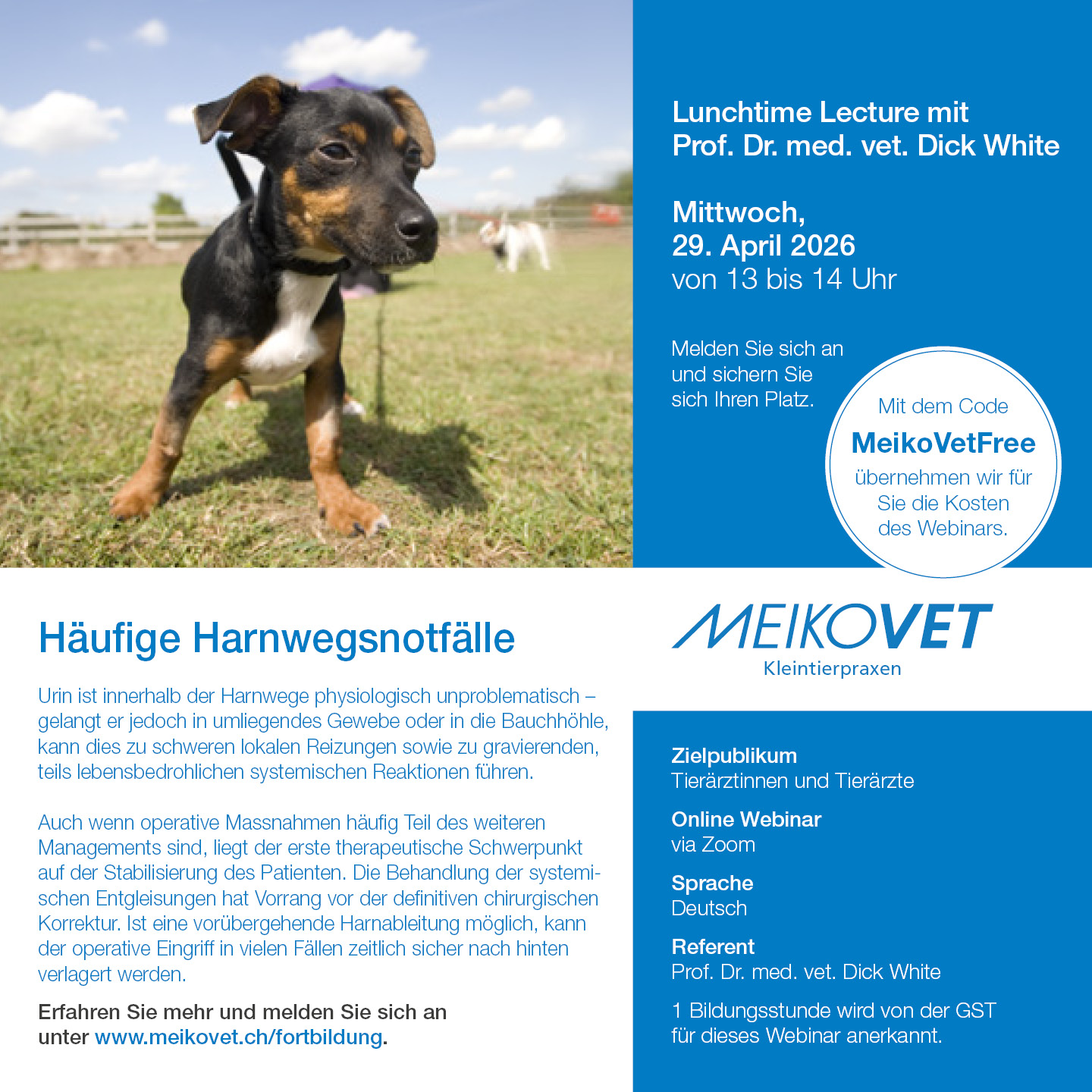 Lunchtime Lectures mit Prof. Dr. Dick White: Häufige Harnwegsnotfälle