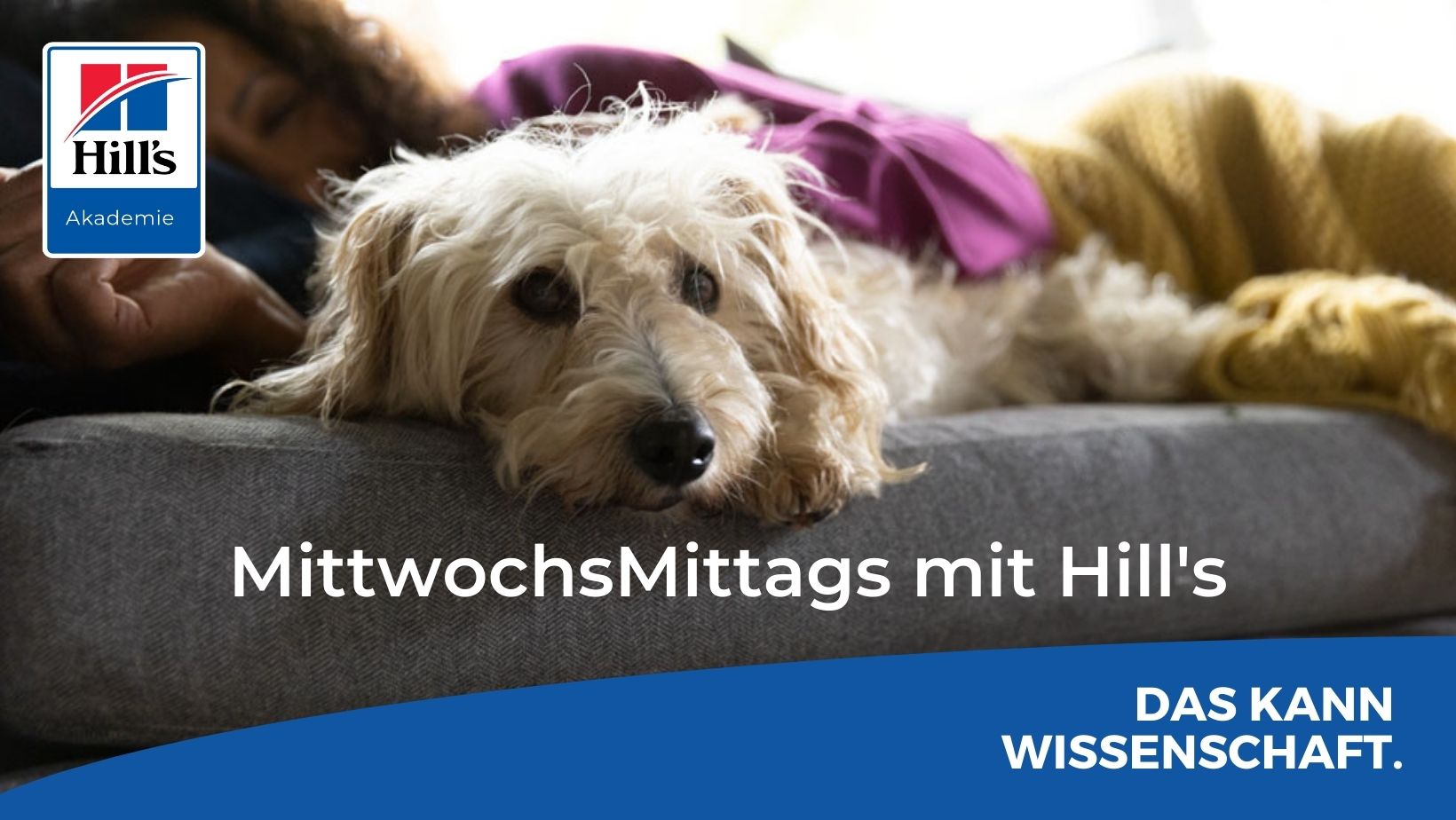 MittwochsMittags mit Hill's beleuchtet die Rolle der Ernährung bei älteren Tieren	