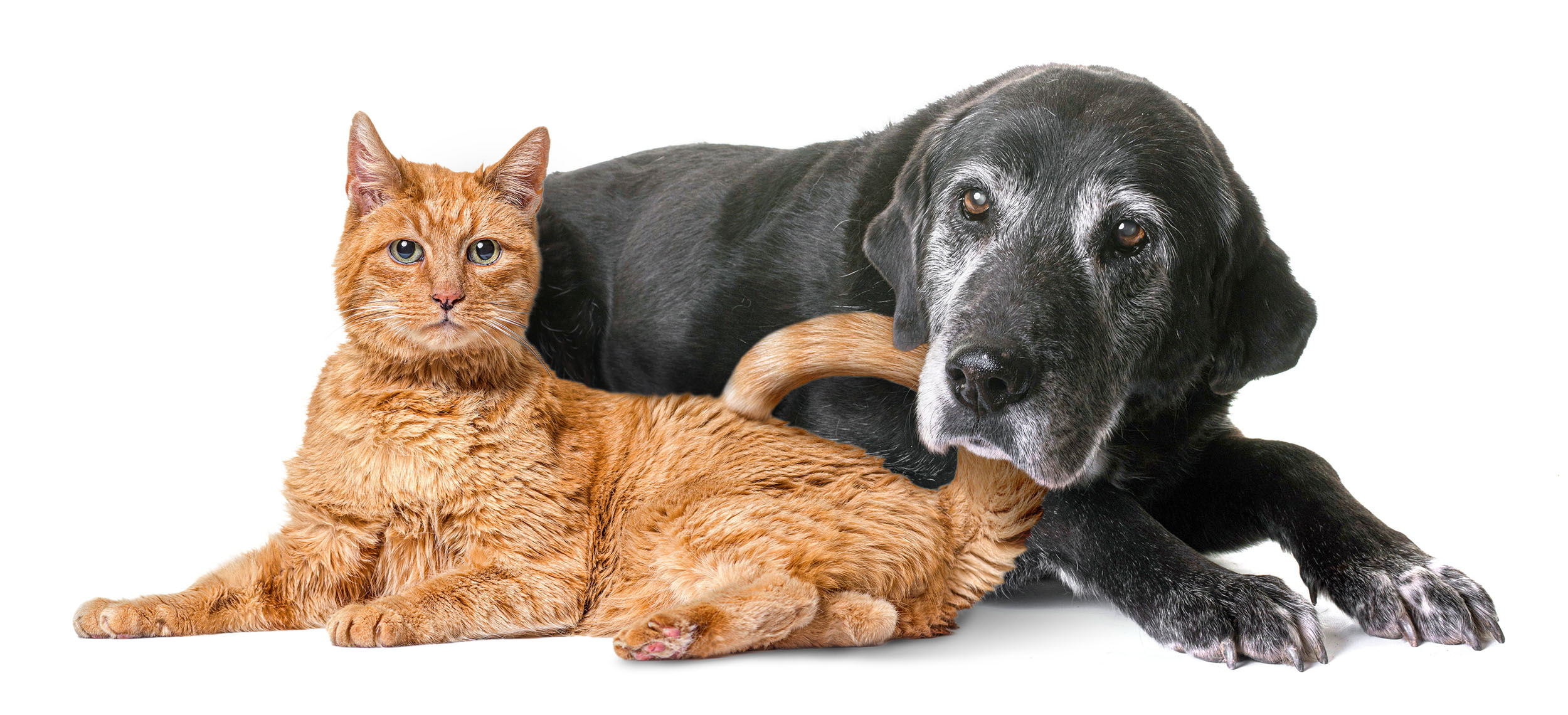 ANIMALICUM, der Tier&Wir Kongress