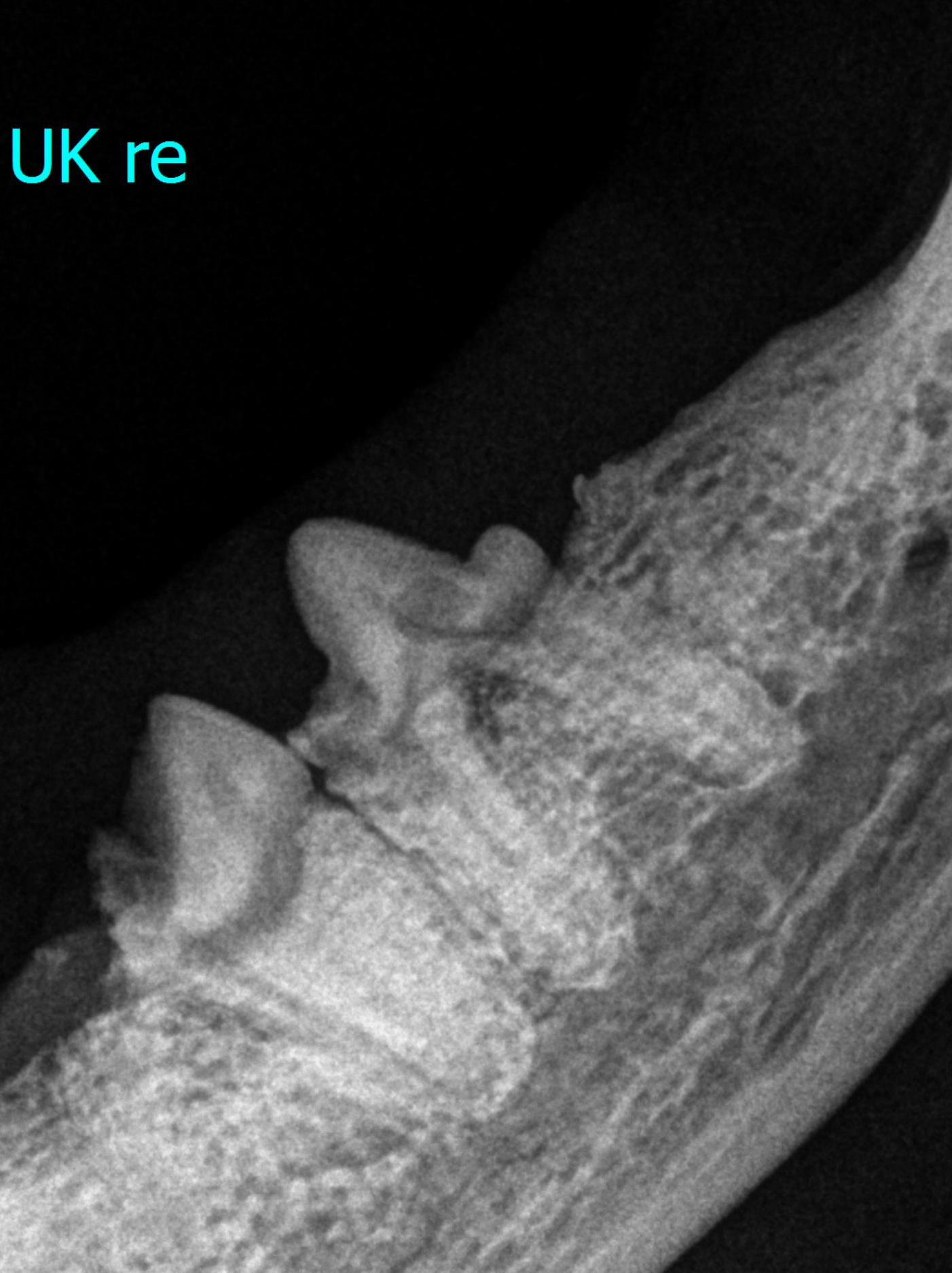 Webinar Interpretation Röntgenbilder: Zähne von Hund und Katze