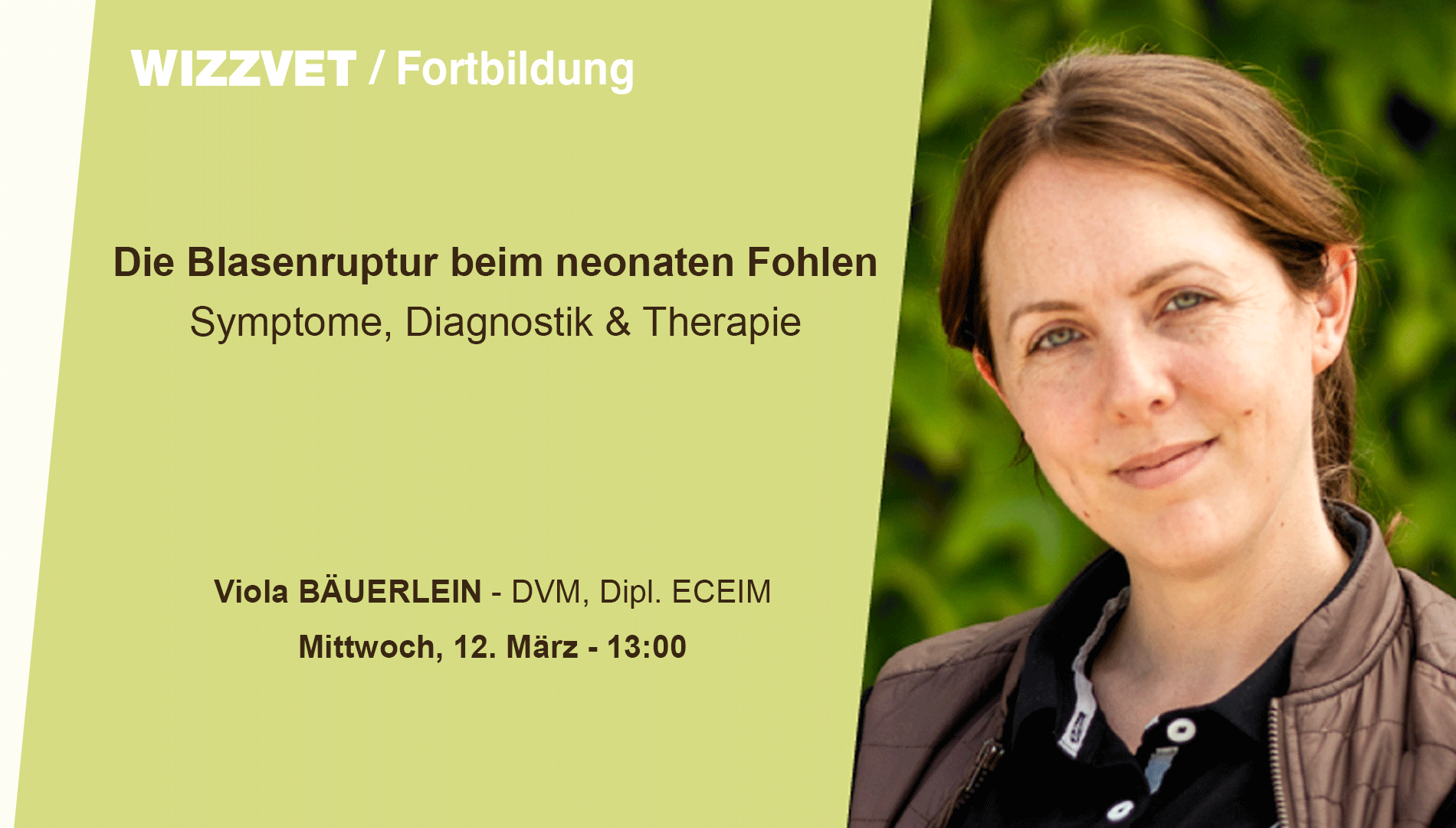 Die Blasenruptur beim neonaten Fohlen. Symptome, Diagnostik und Therapie.