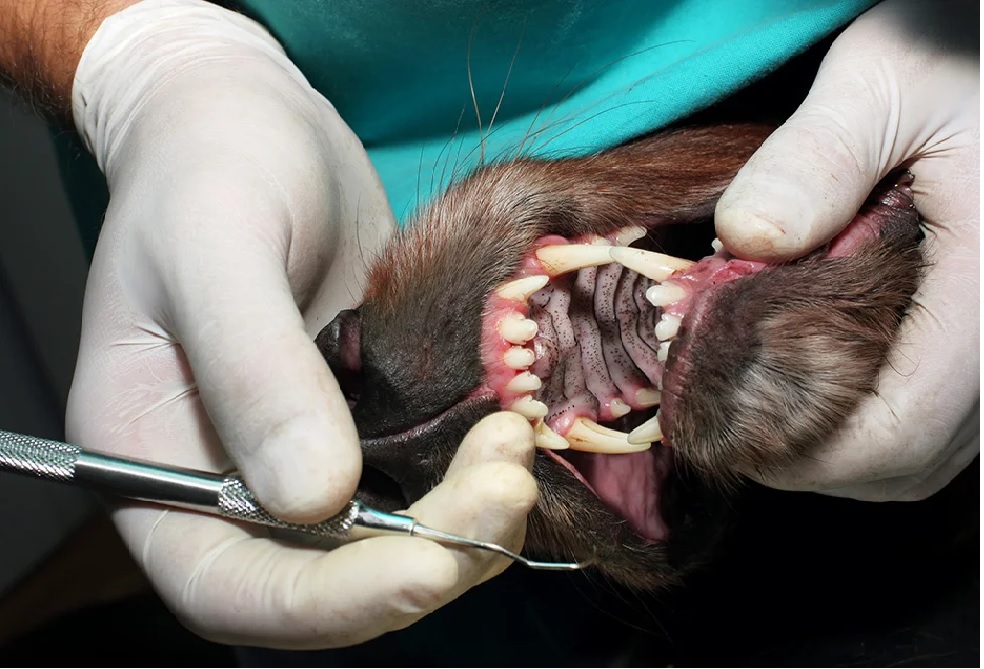 Atelier dentisterie - petits animaux