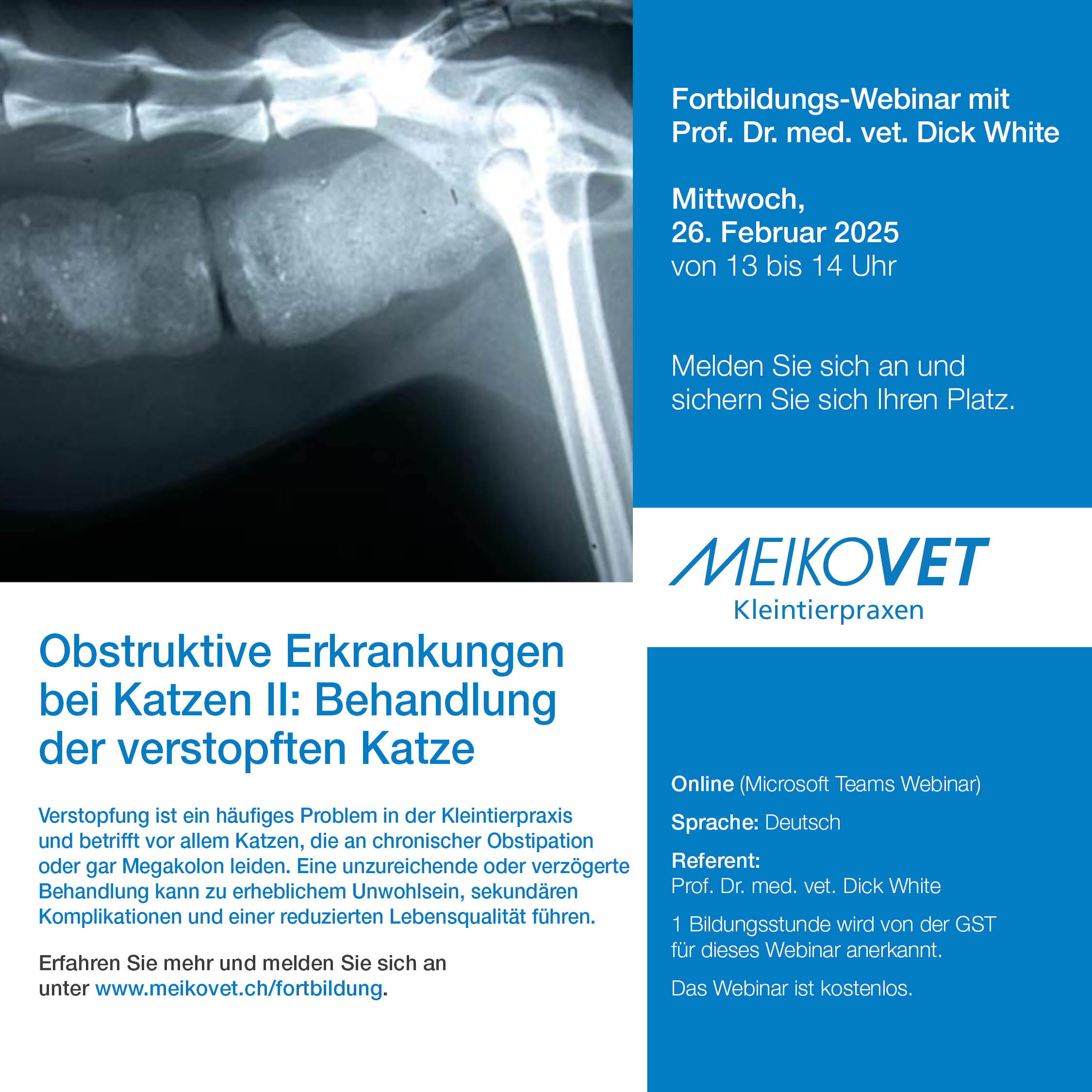 Obstruktive Erkrankungen bei Katzen II: Behandlung der Verstopften Katze