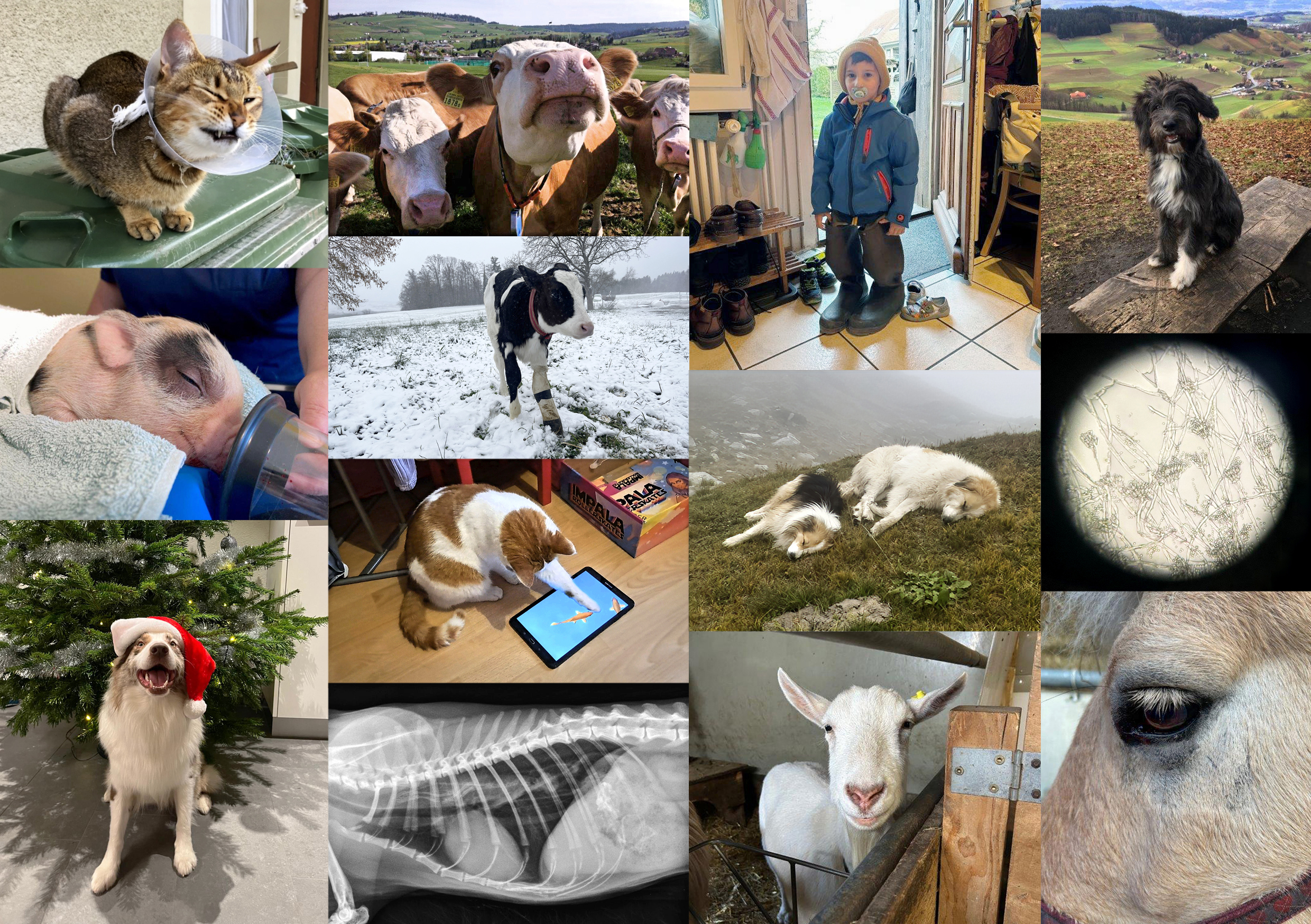 Gross-und Kleintierpraxis