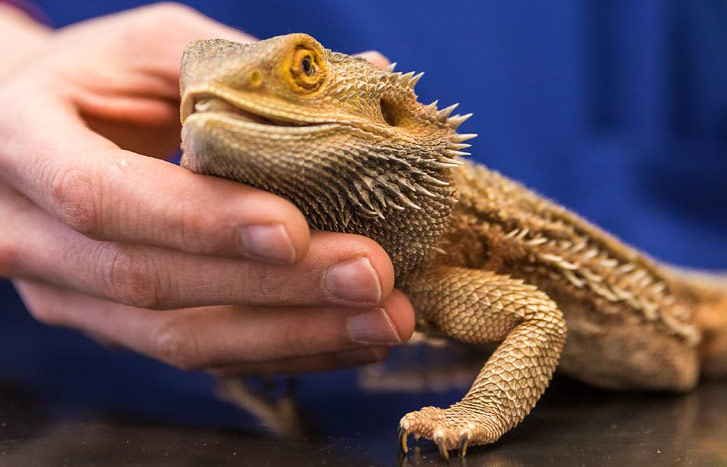 Zoo-, Heim- und Wildtiere